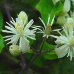 ������ ������� ����� ������� �� �-� ��� LES FLEURS de BACH ���